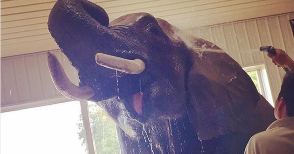 Elephant