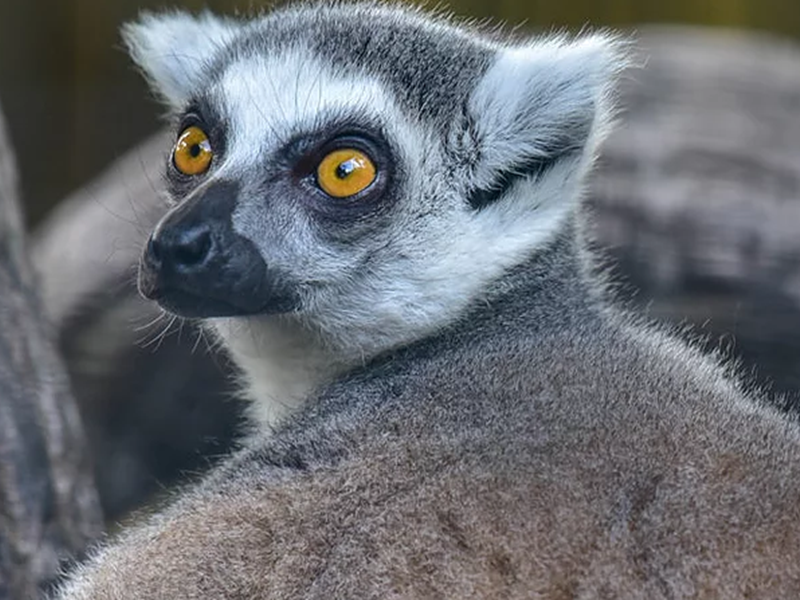 Lemur Educational Encounter