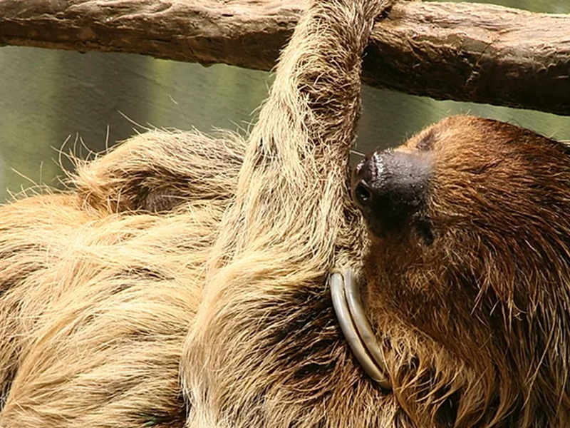 Sloth Educational Encounter